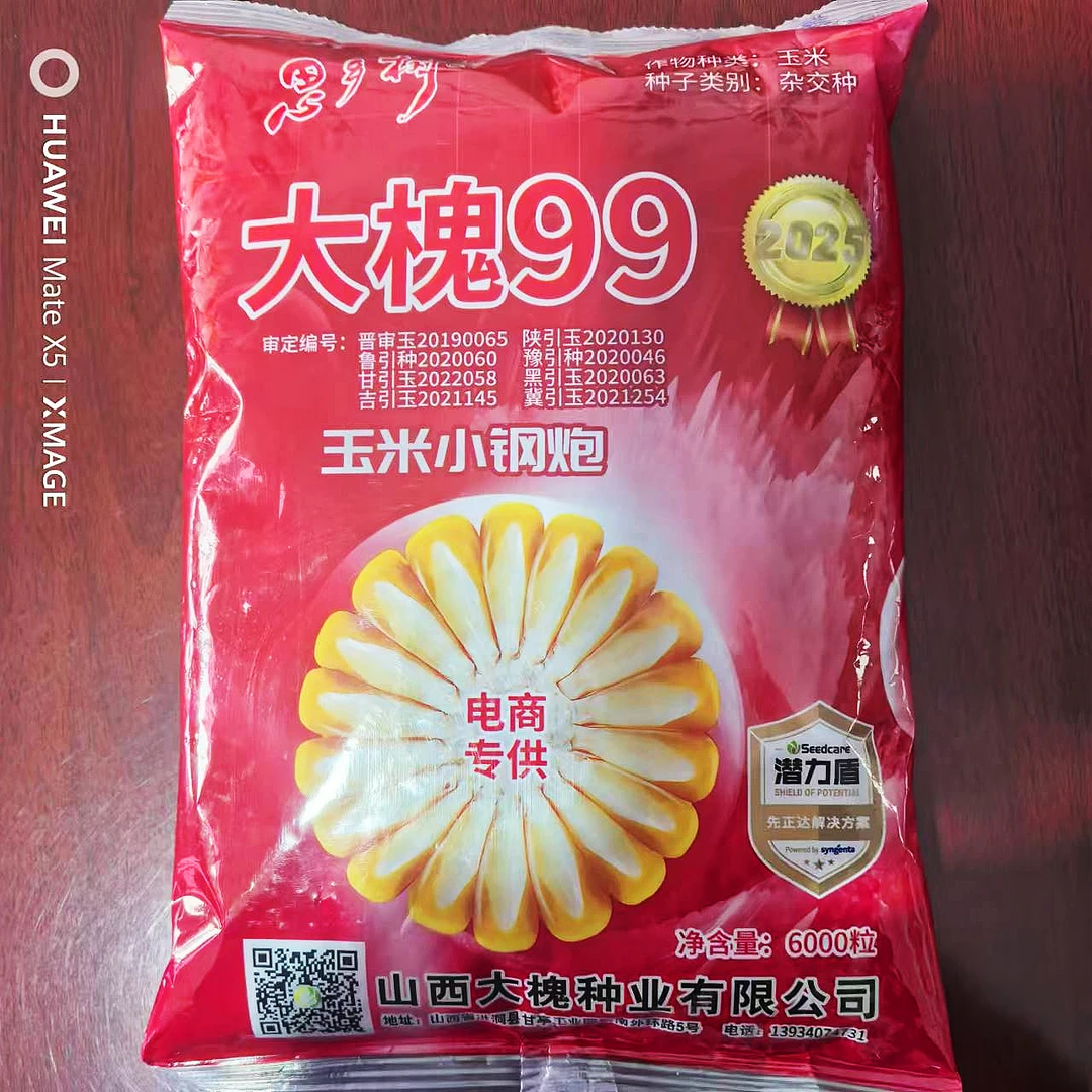 玉米小钢炮大槐99玉米种子高产农科院新品抗倒抗病