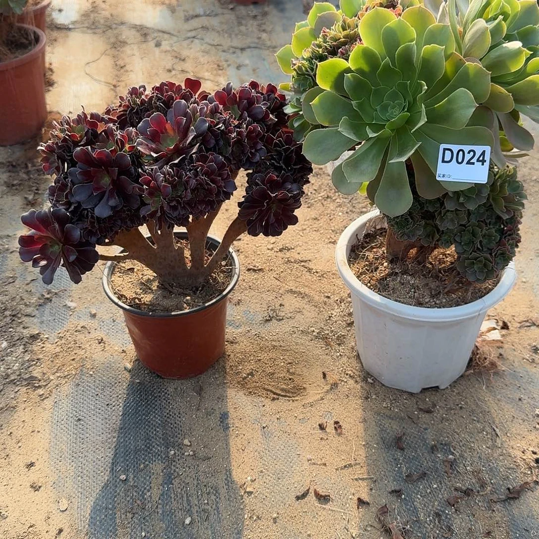 024玫瑰欧紫有伤共2颗