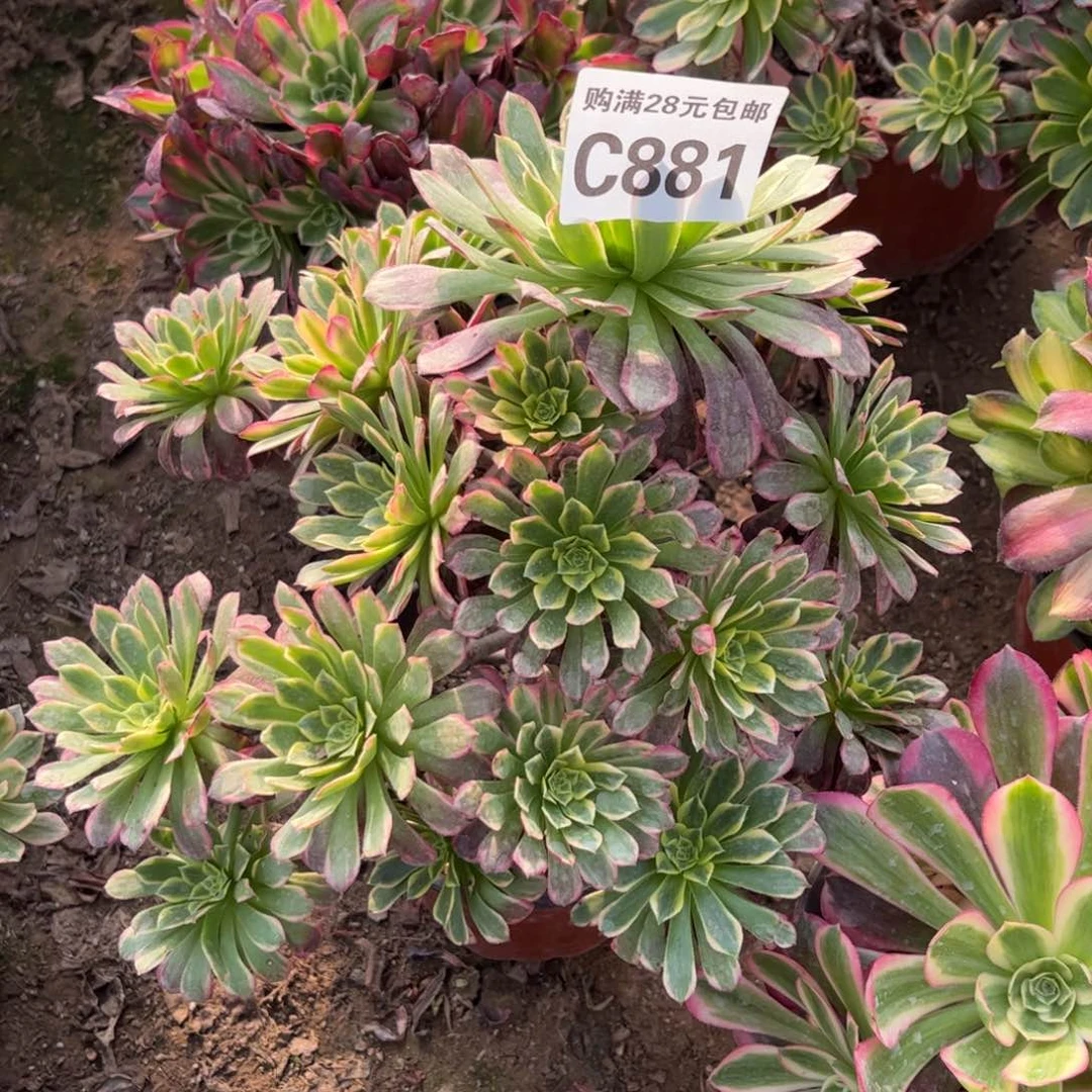 881多肉植物朝霞