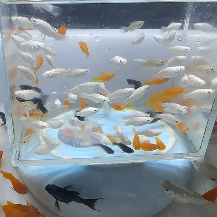 海水自来水河水井水买10送10条备损➕50条鱼苗（鱼苗不包损）