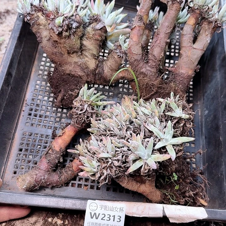 2313瑕疵框拍随机发
