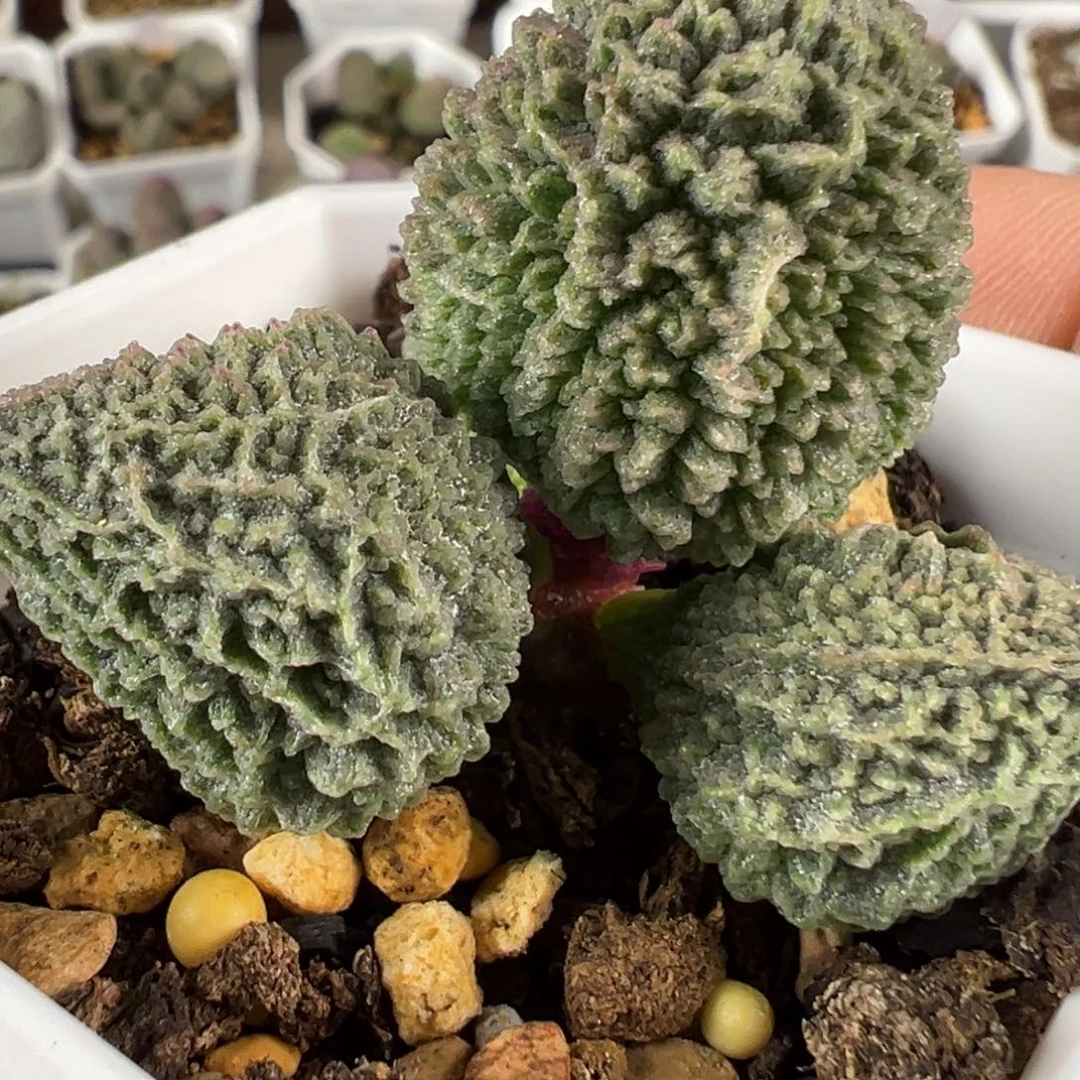 实生新品多肉植物水泡多肉植