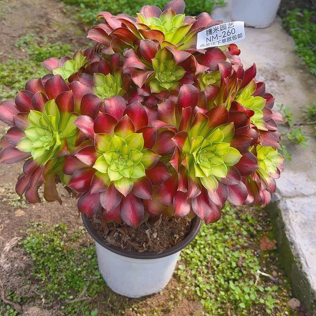 韶华老庄多肉植物260