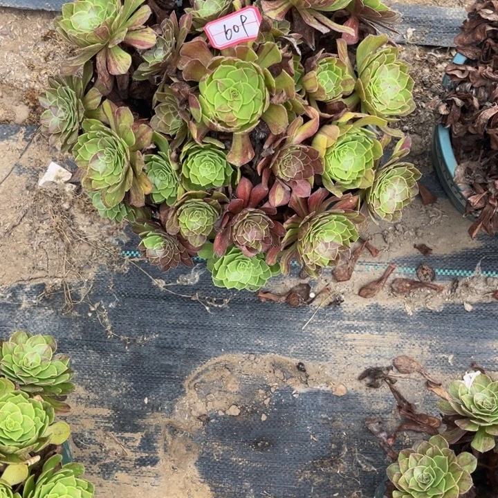 609花月夜多肉植物精华
