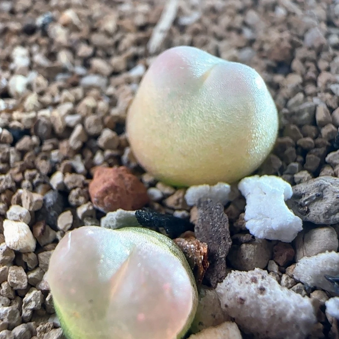 1106/紫皮拉登两颗/尺寸不大/