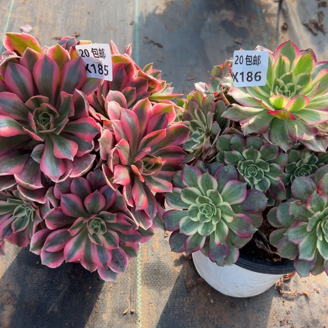 初***2颗组合，满20包邮嘟叮熊