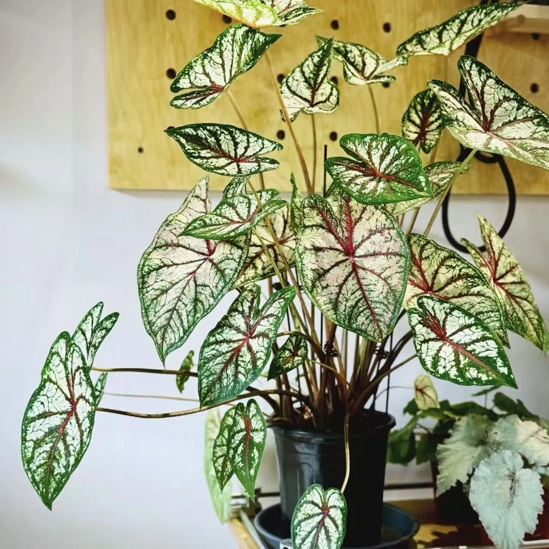 【小陈】（织锦进口大颗彩叶芋）好养创意室内观叶植物以直播间为准