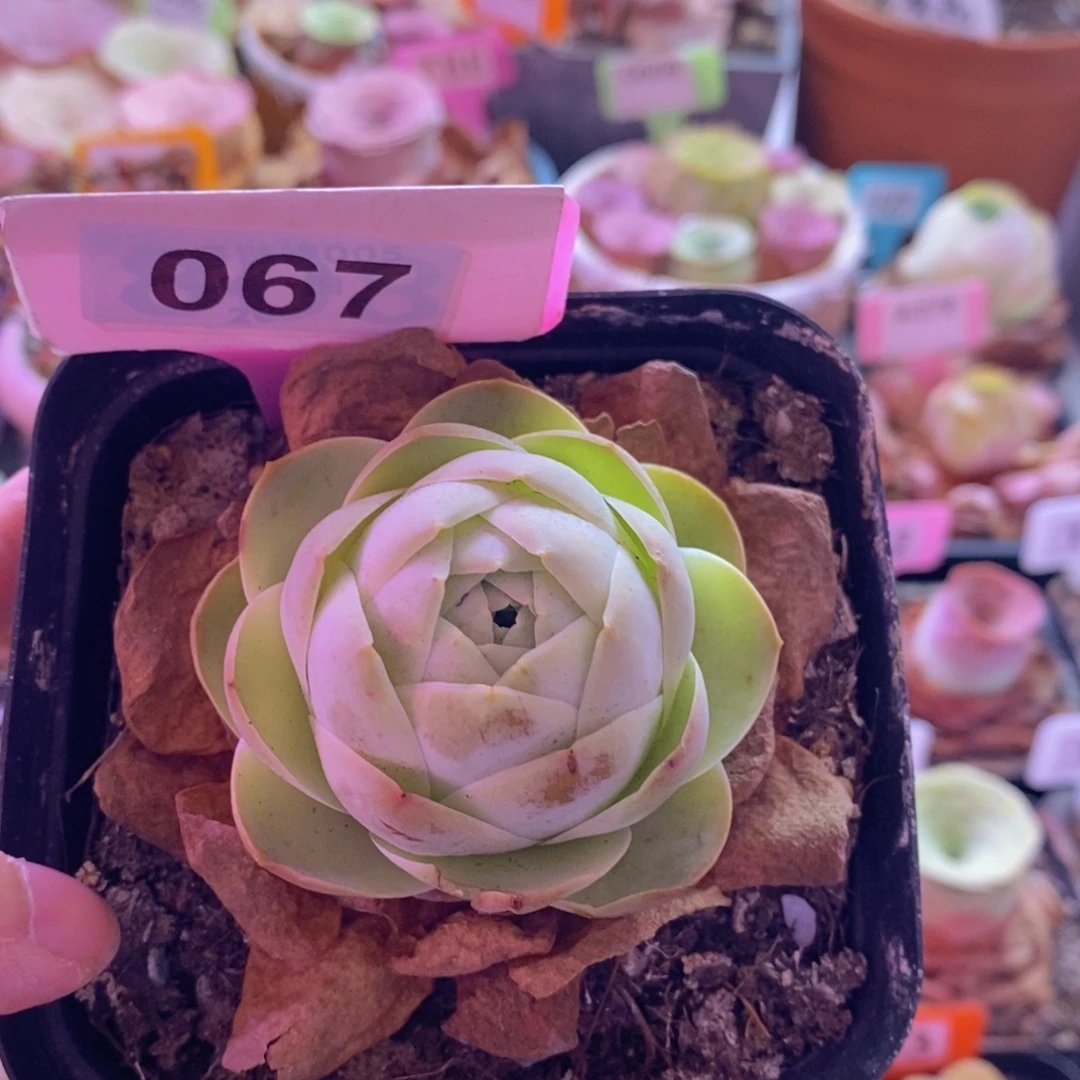 山地玫瑰一物一拍067