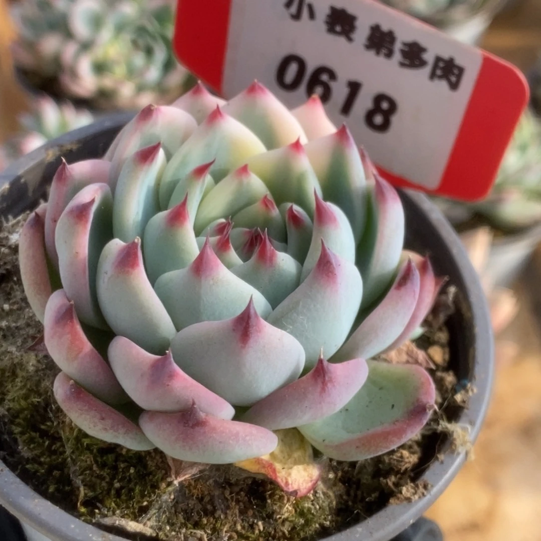 618吉娃娃锦锦锦锦锦锦