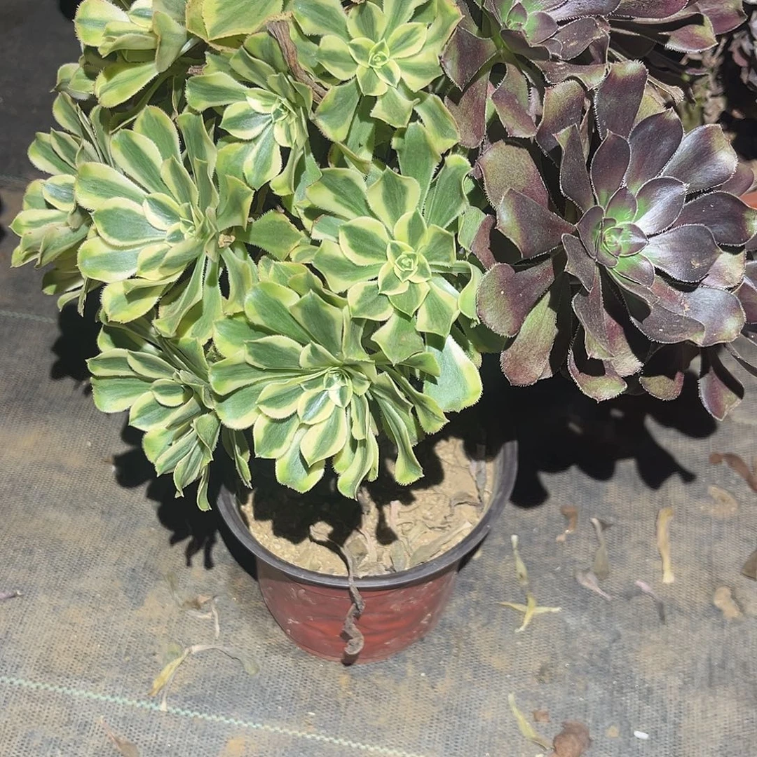 保时捷阴阳多肉法师057号