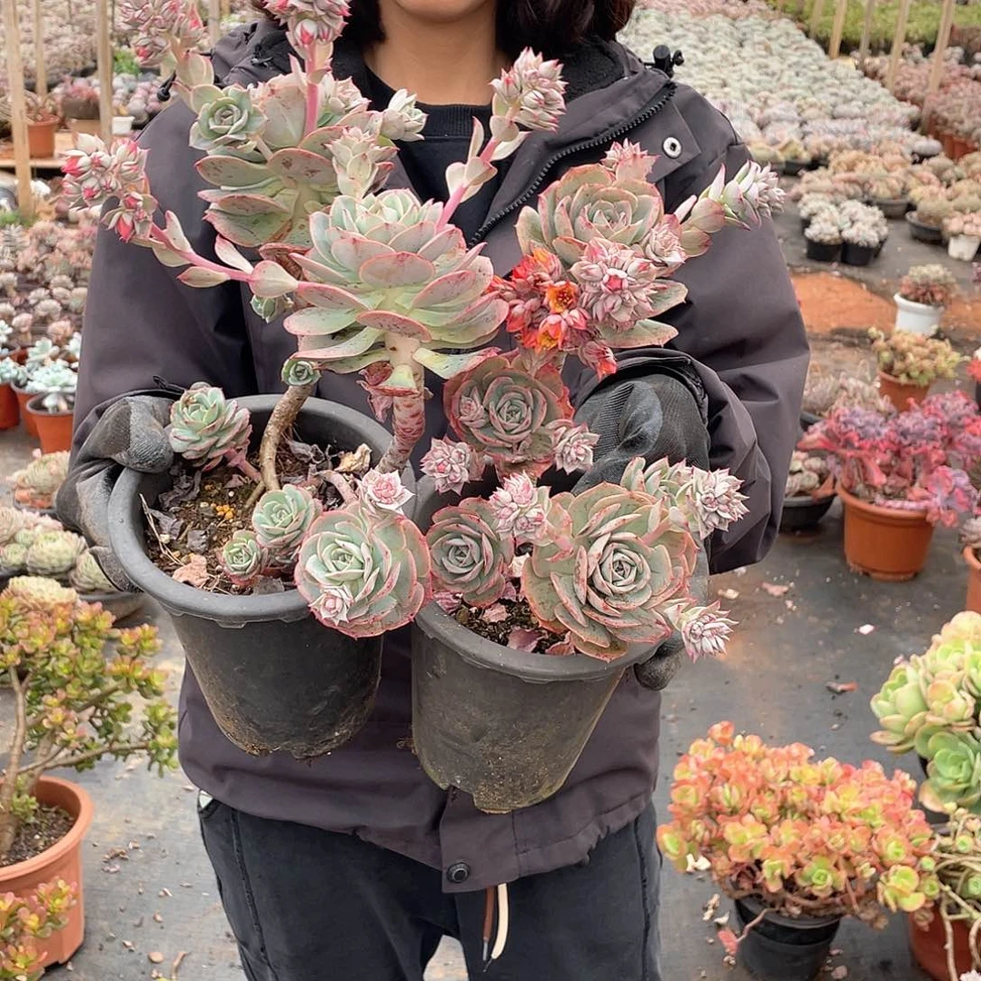 黑高盆克罗地亚玫瑰两颗9.9米 量拍多肉