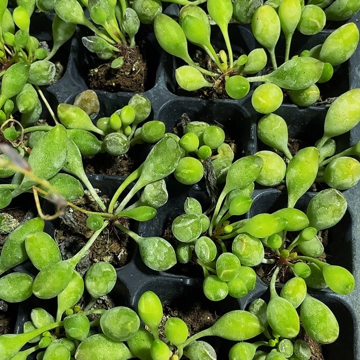 小鼓锤水泡1.5带土发货