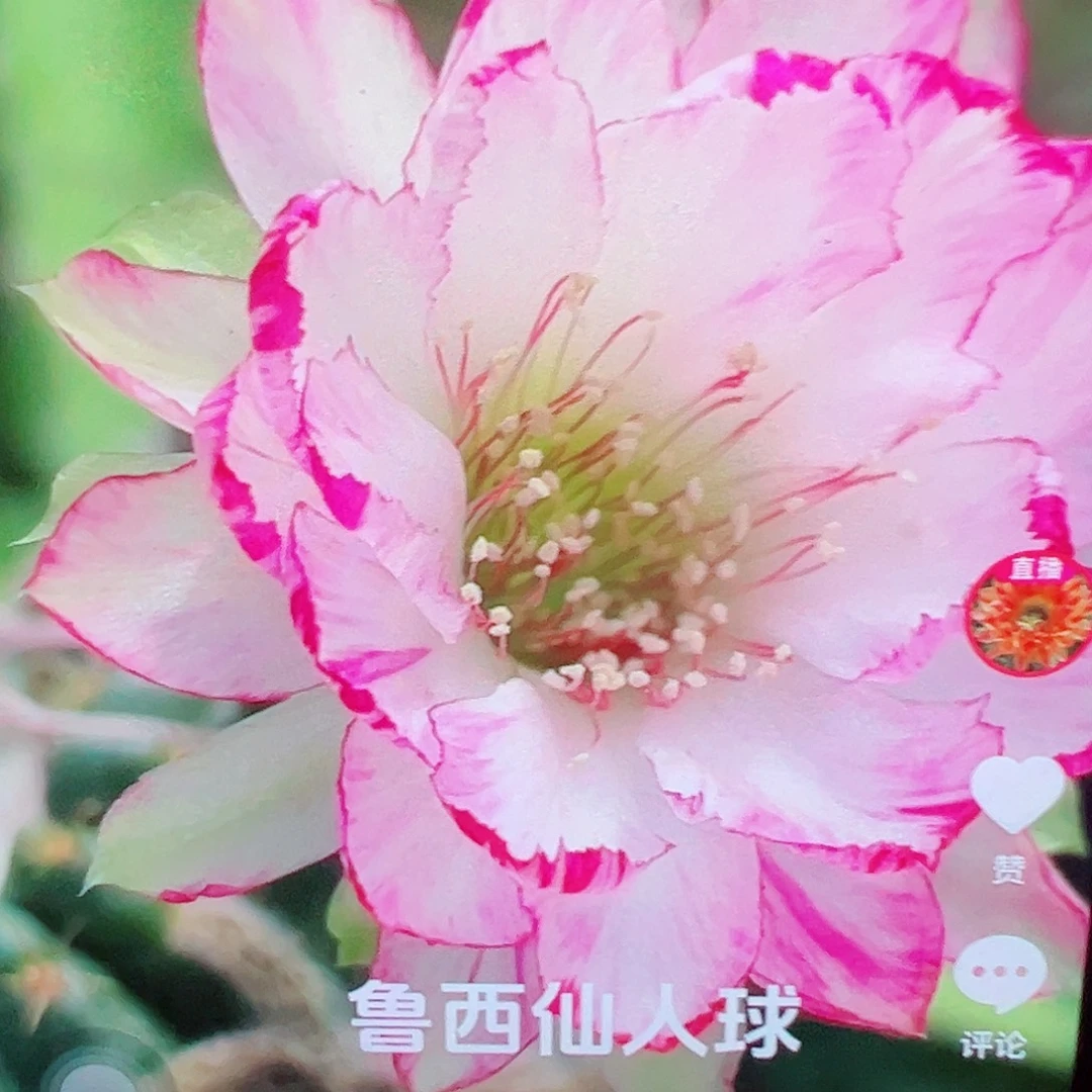 丽花 幻莎 侧芽 满20包邮