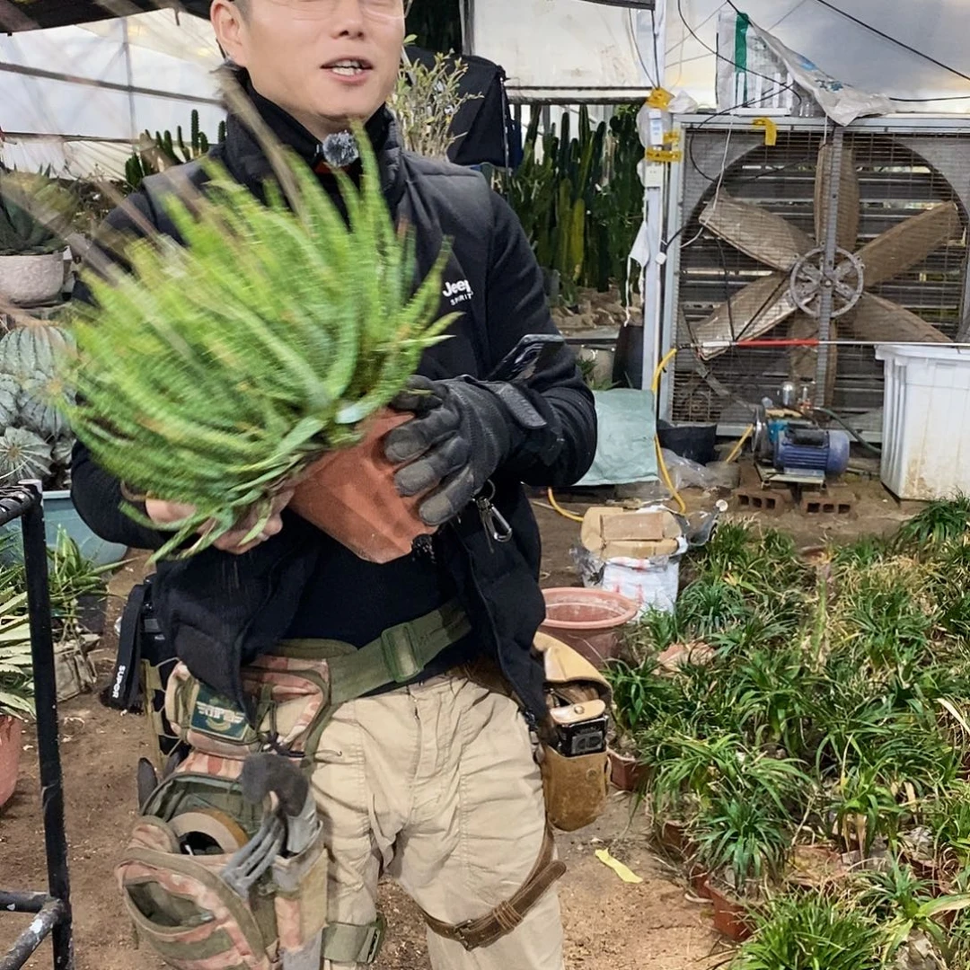 斑点芦荟锦整盆发货（带盆）