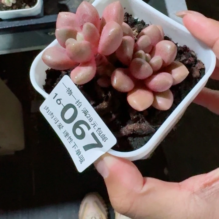 先锋派多肉多肉植物多肉多