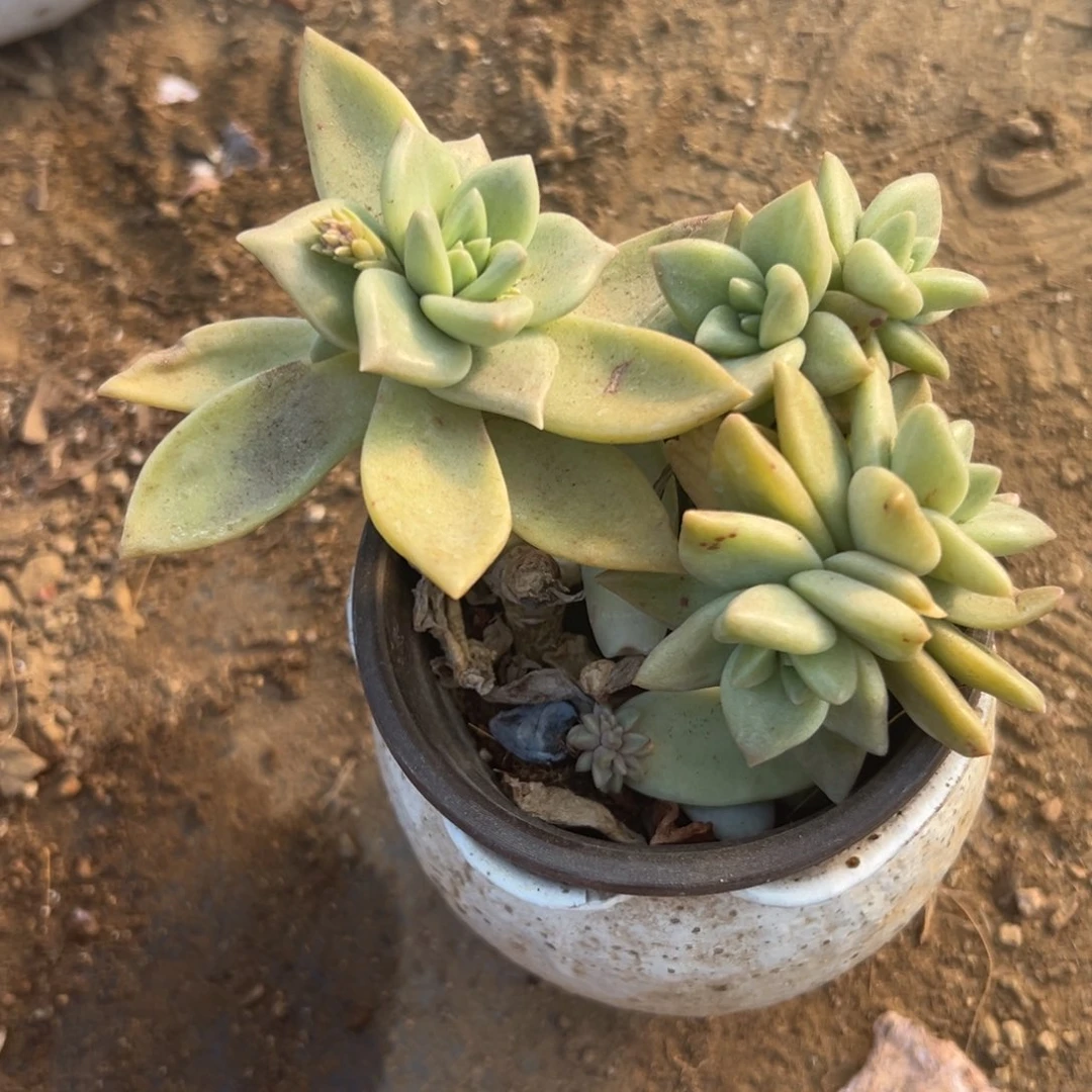 多肉植物黄金表里娜