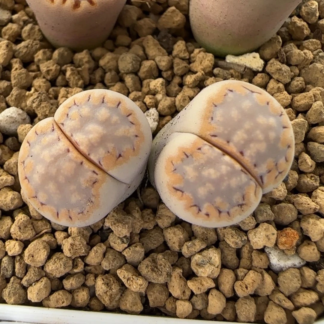 5.30。c324饼干。9008