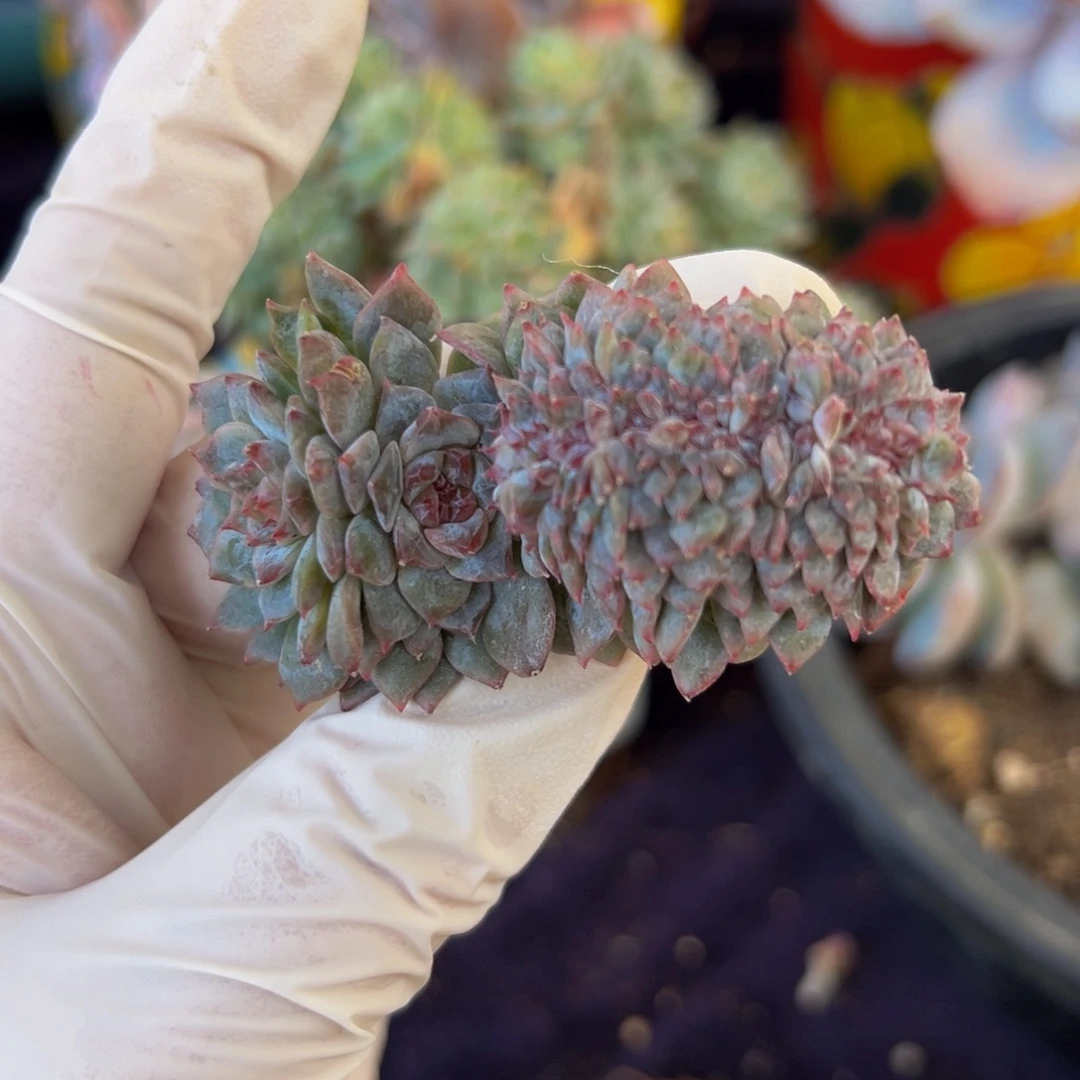 新年快乐 新年快乐 新年快乐