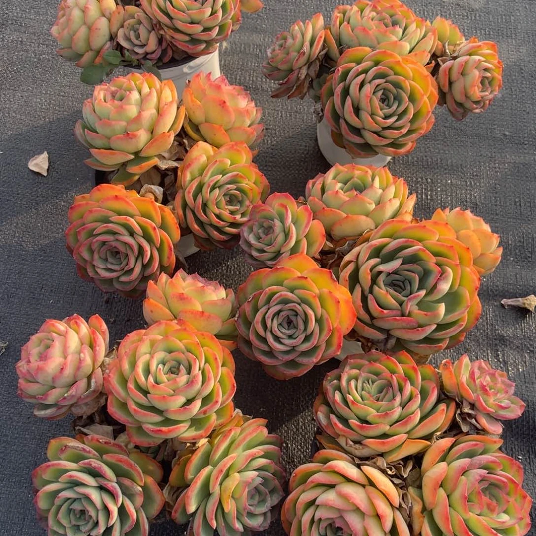 云舍多肉新年福利-晨露120