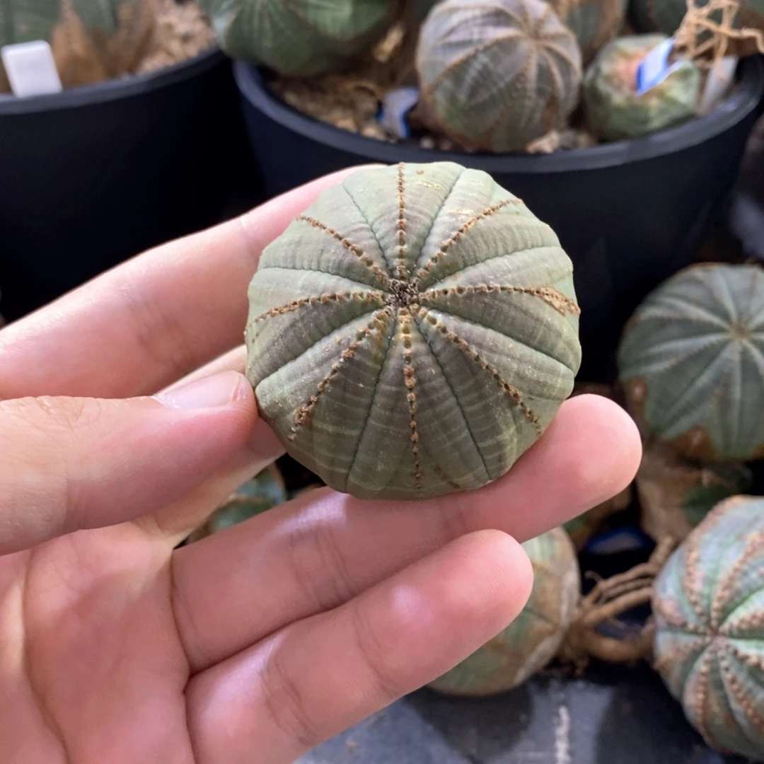 32 欧系实生布纹球多肉植物