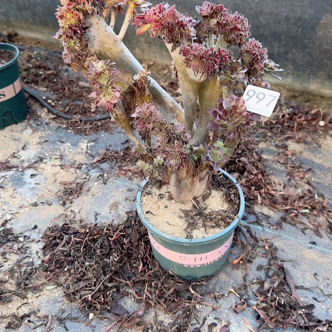 997黑法师一颗呀呀