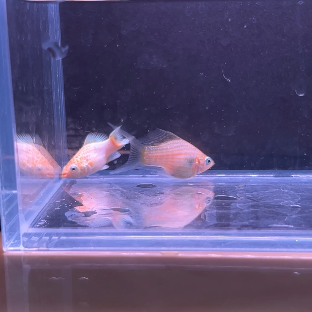 孔雀鱼黄金玛丽崽两条