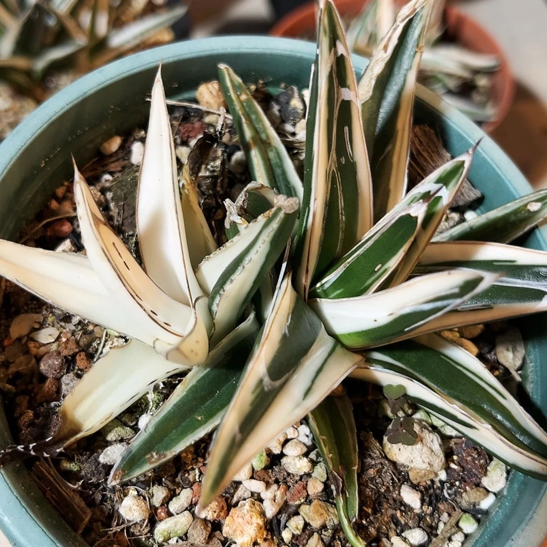 潮流植物双头冰山，