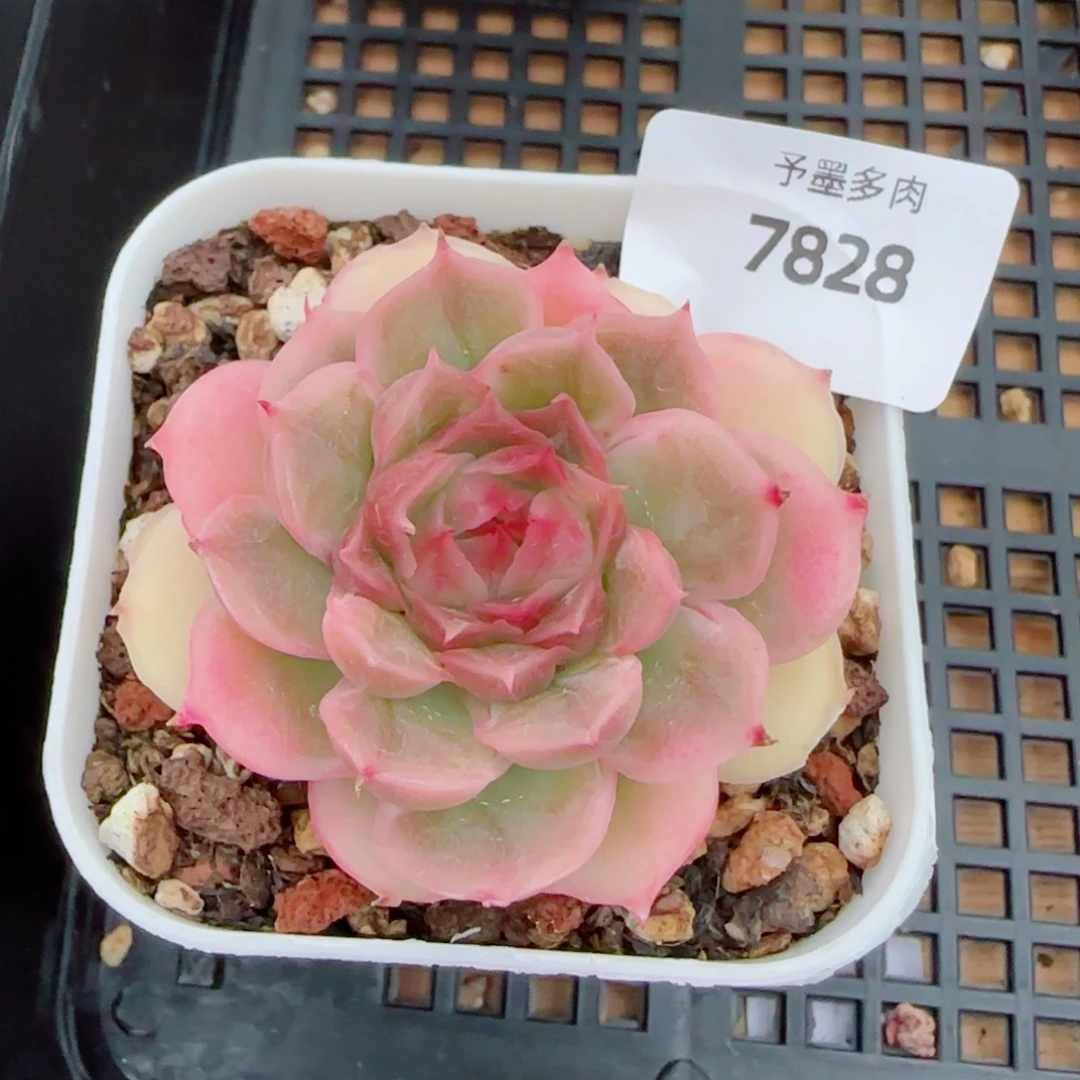 水晶虾饺，7828多肉植物