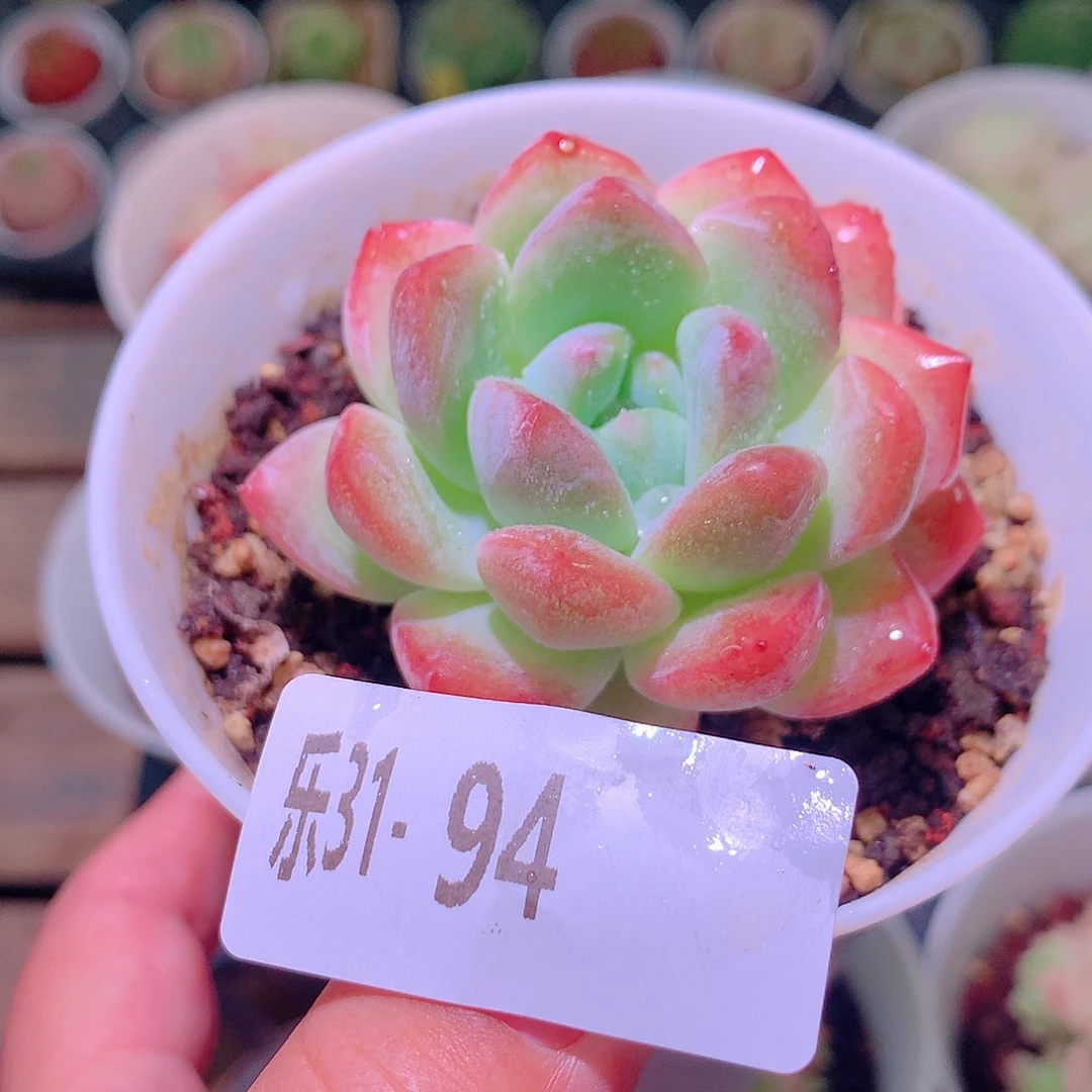 乐然31-94 刚毅单头