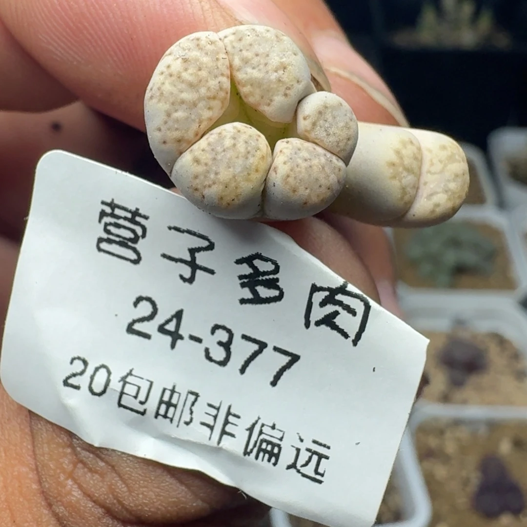 怪。
