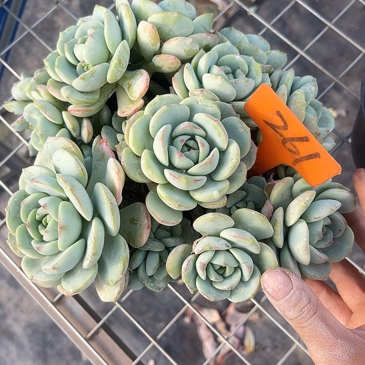 晨语多肉，一物一拍261香草