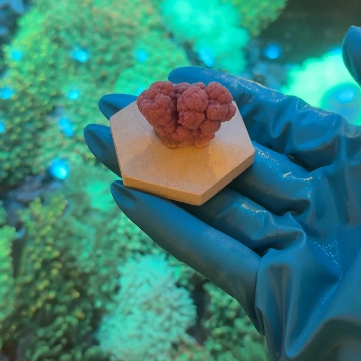 神***者奶嘴海葵水桃花➕假绵阳2➕千手1