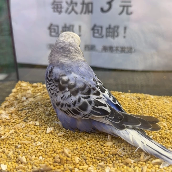 虎皮鹦鹉大头虎皮鹦鹉
