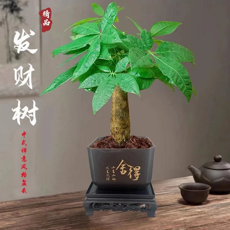 发财树盆栽室内观叶耐旱易养活绿色盆栽