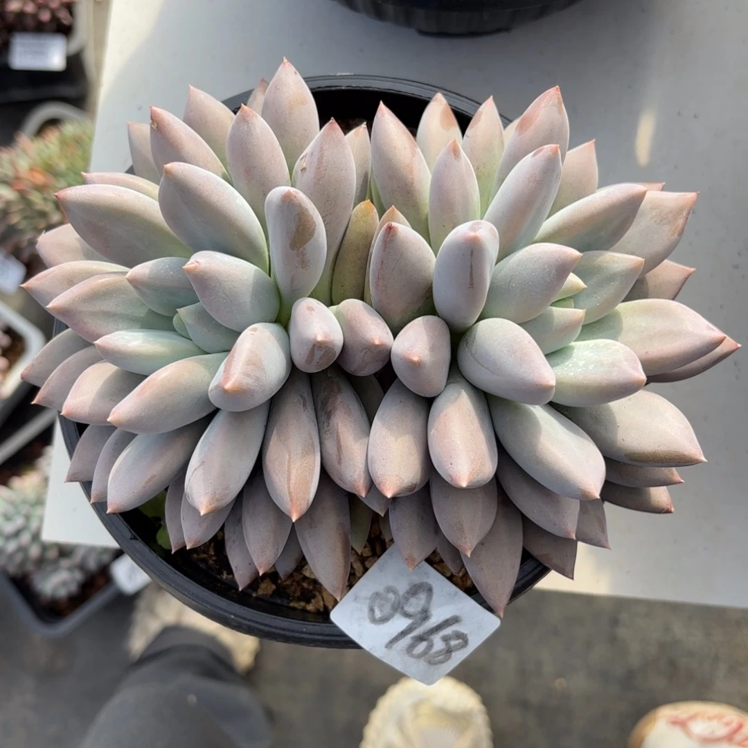 0968哥特萝莉群多肉植物