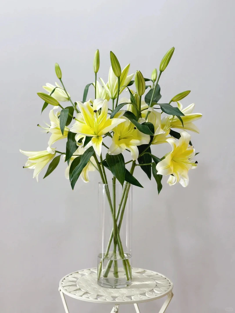 （小谢）黄天霸百合树（同地址任意2单发鲜花顺丰）