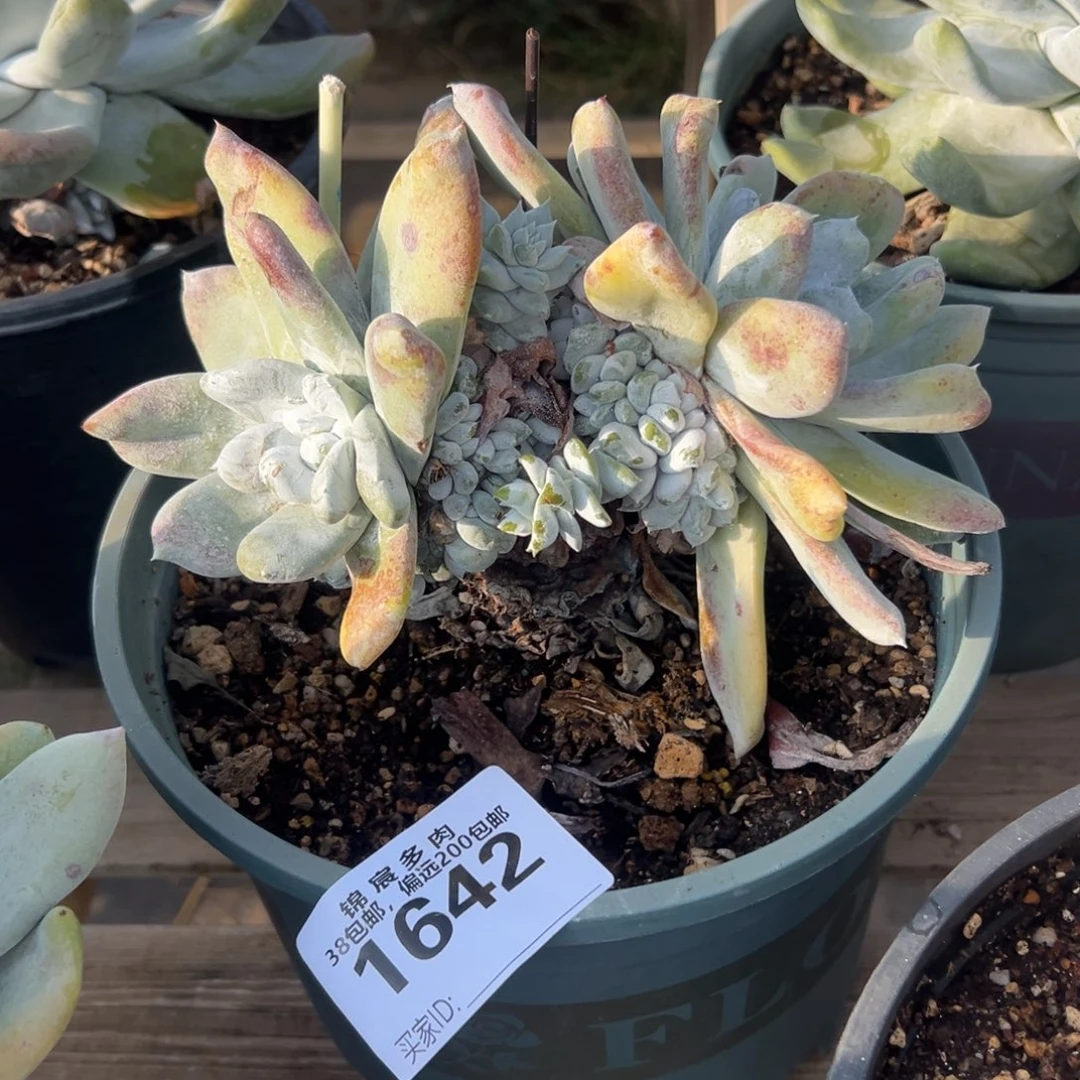 陆****谢谢哥～一物一拍1642