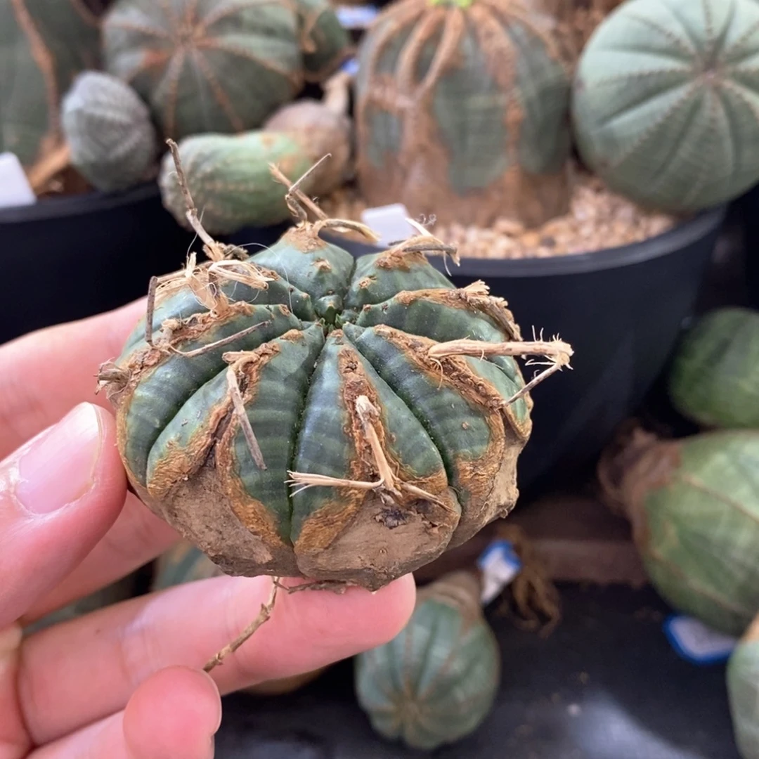 25原产地法丽达大戟科多肉植物