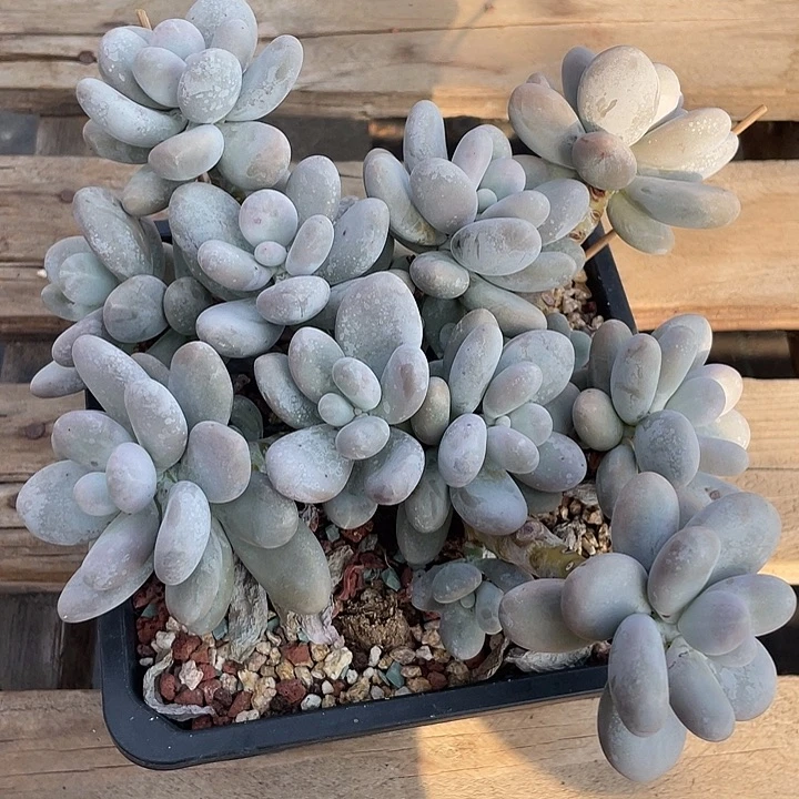 烟美人多肉植物群生