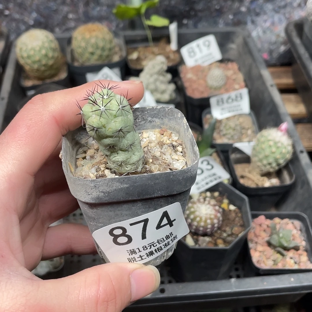 874帝王丸（满18包邮）