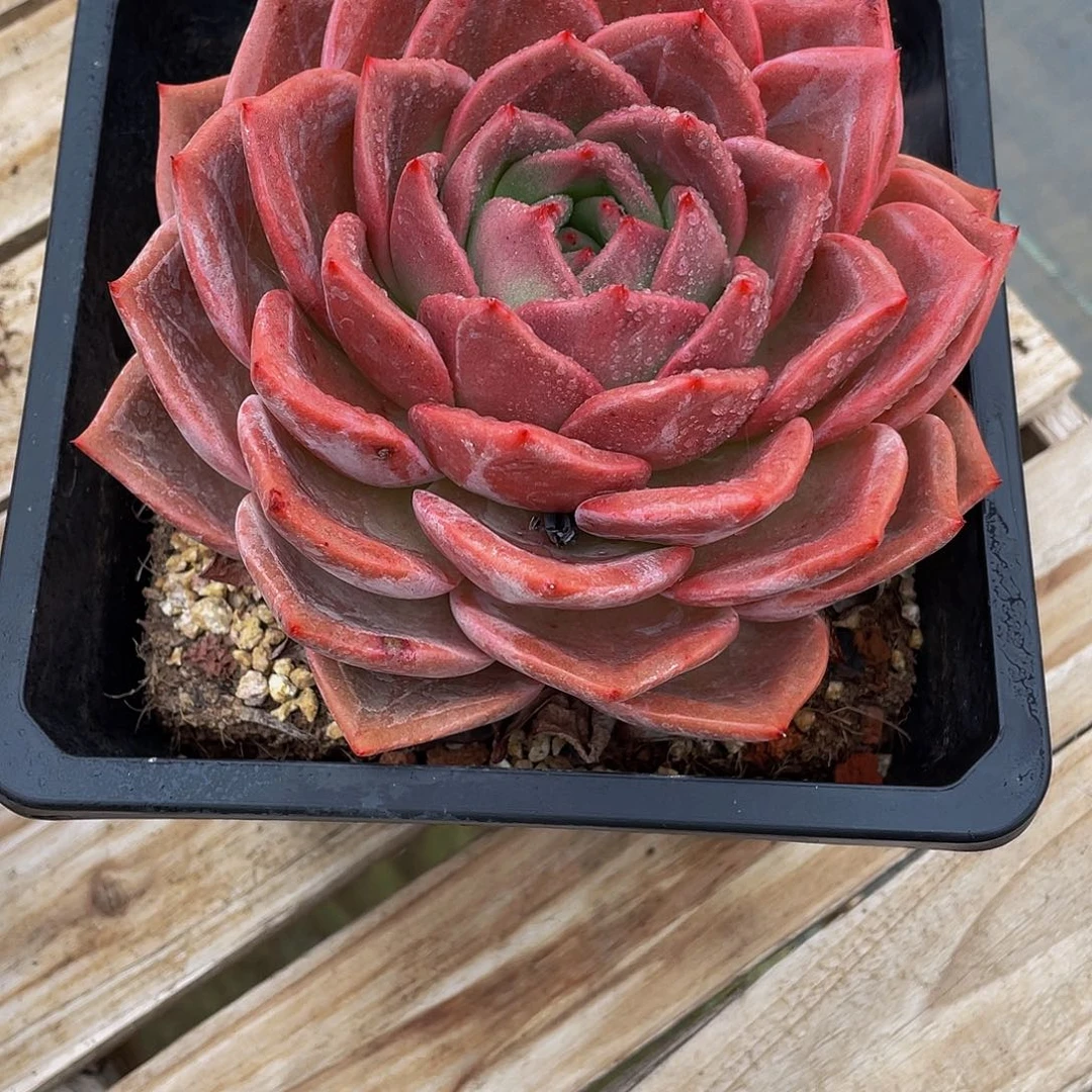 微***晓比翼鸟多肉植物群