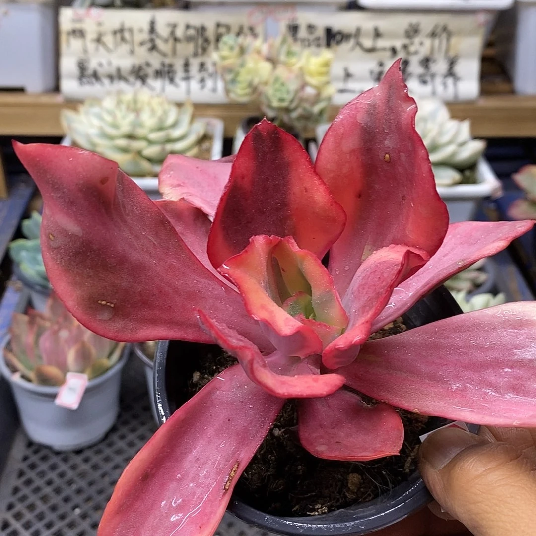 0483 火烈鸟锦多肉