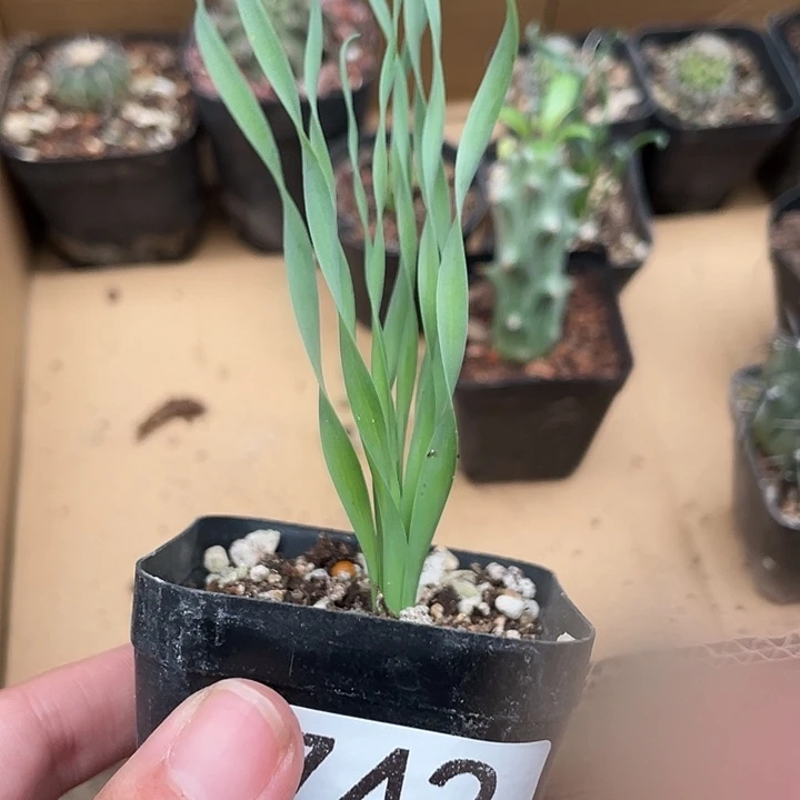 742弹簧草 仙人球