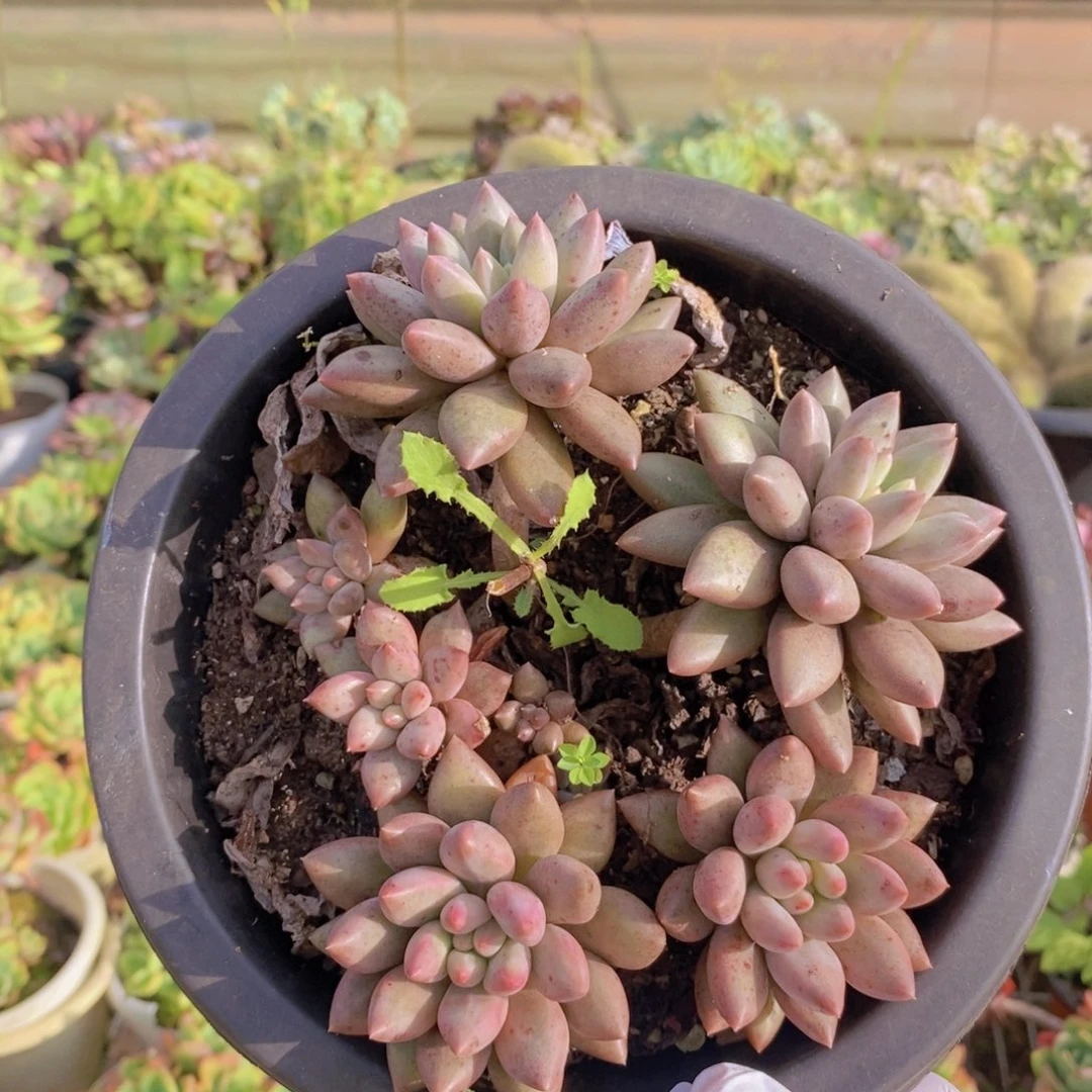 9205红胖子一物一拍