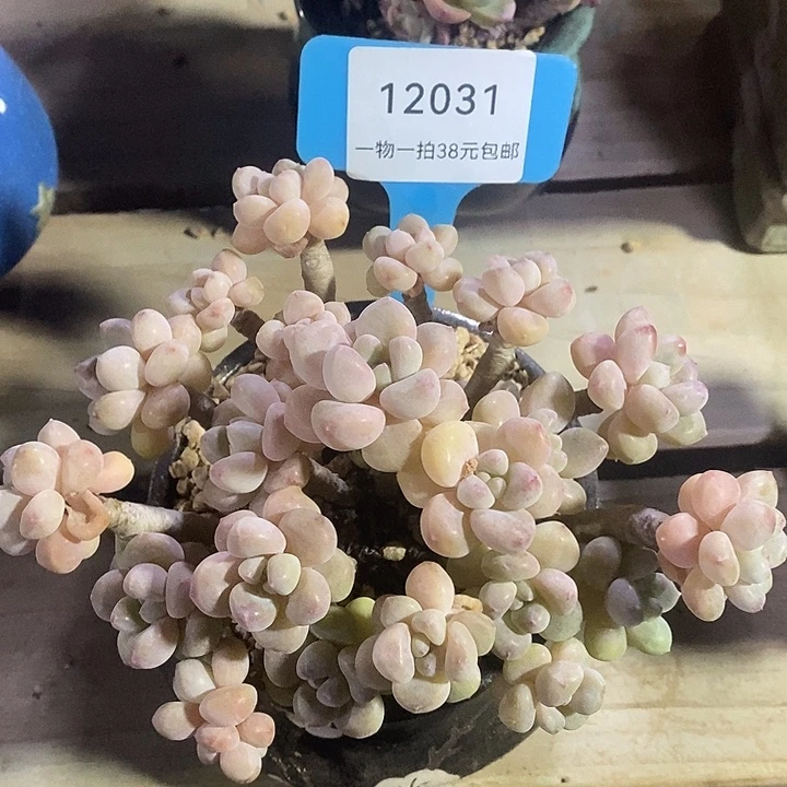 胭脂精品多肉洛可可