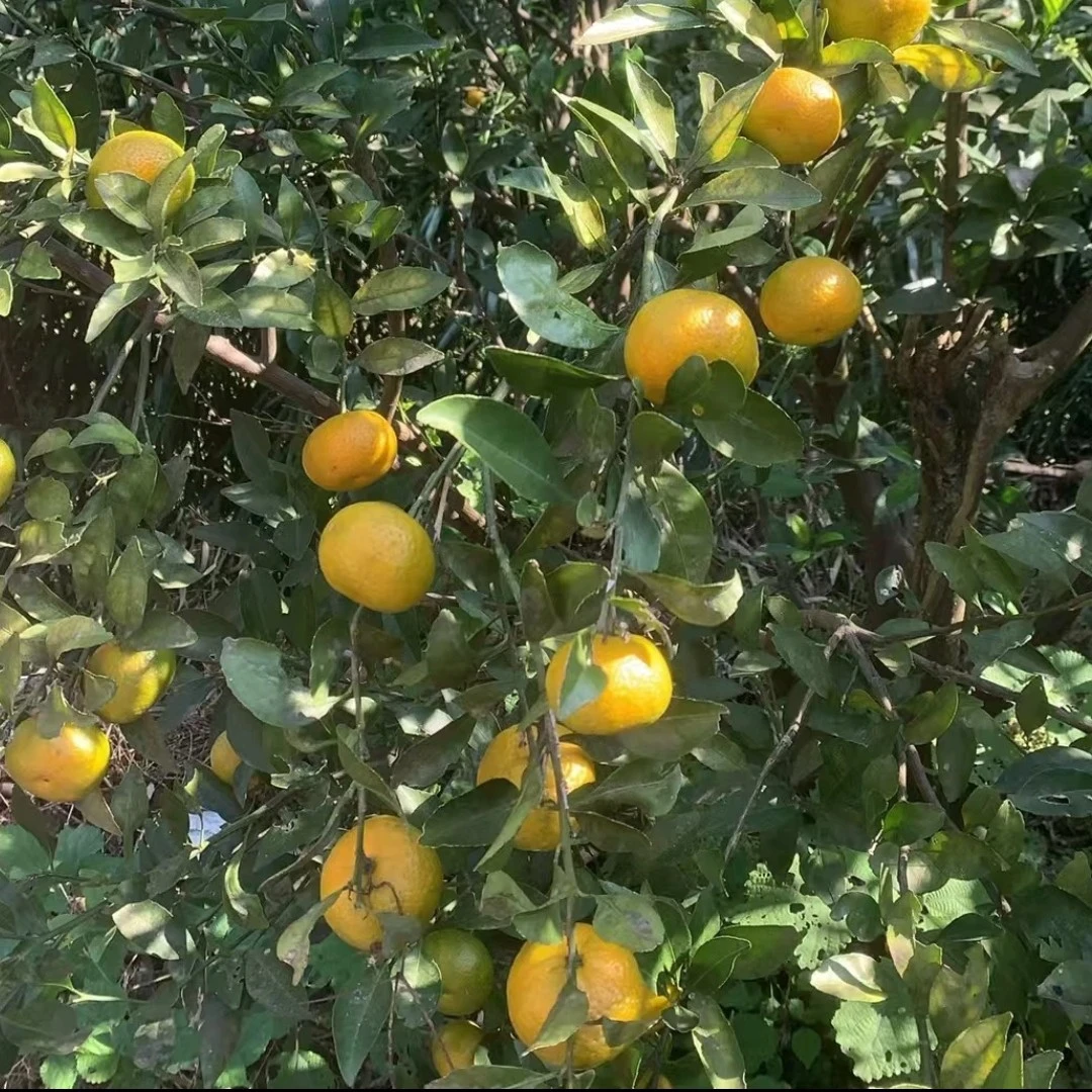 湘西本地小青桔5斤