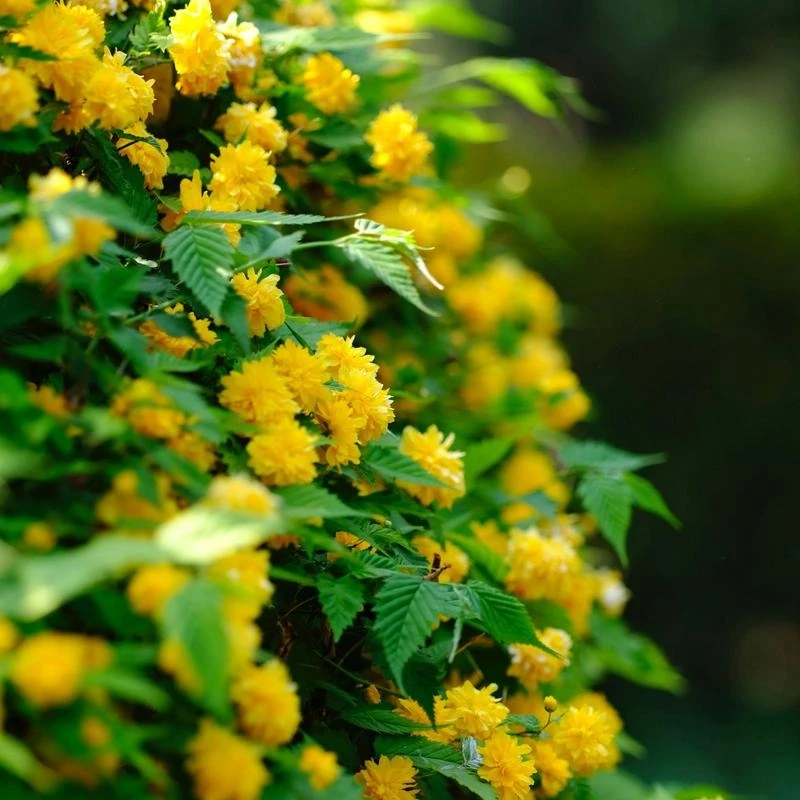 重瓣棣棠花苗盆栽耐荫爬藤攀缘花卉绿植物浓香多花耐寒四季金灿花