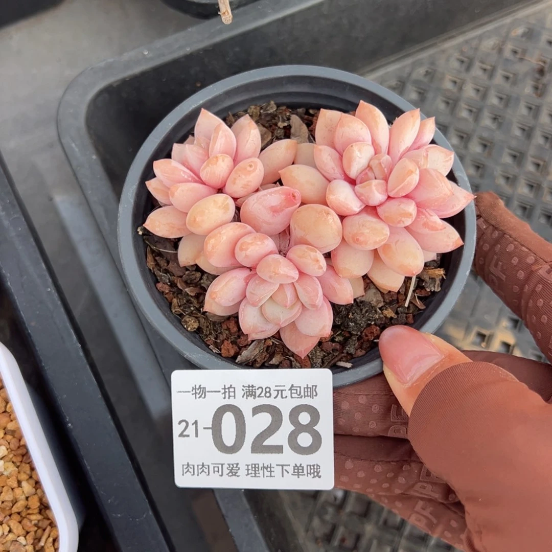 拉丝雨多肉多肉多肉多肉