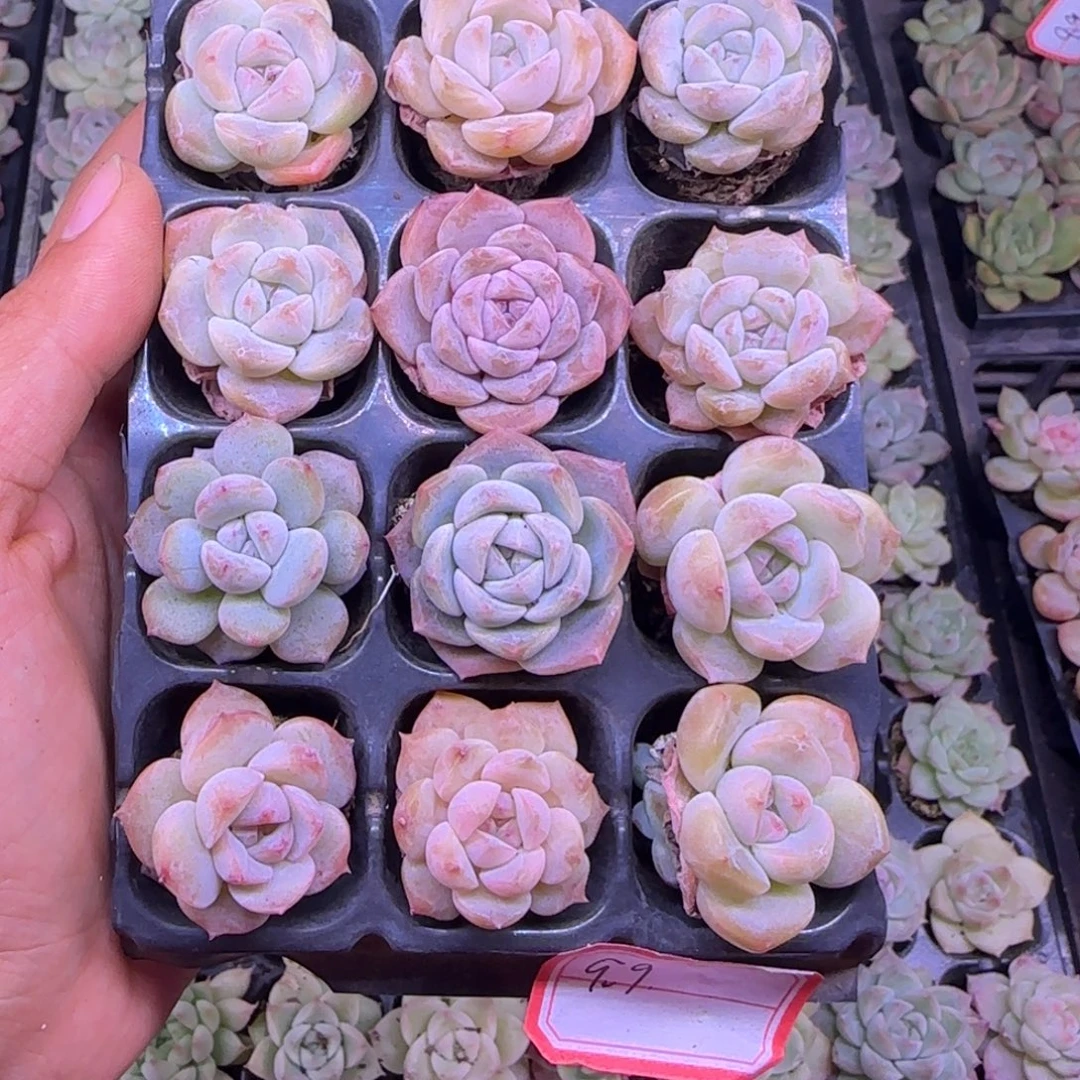 无花朵3厘米穴盘一物一拍