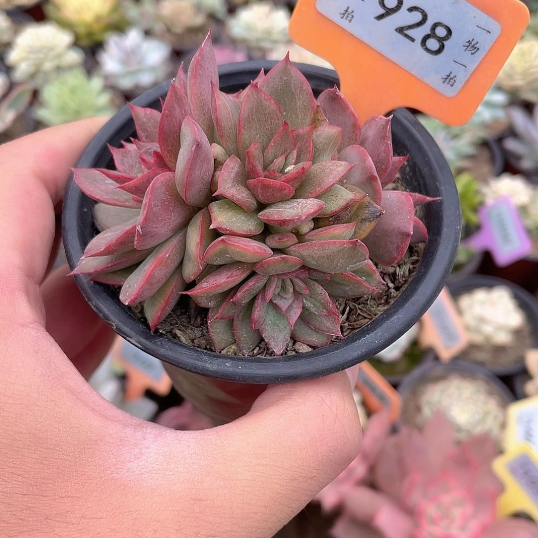 石化群928号多肉植物